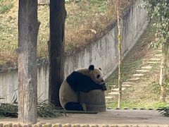 -中国大熊猫保护研究中心雅安碧峰峡基地