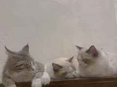-猫友咖啡店(玉林西路店)