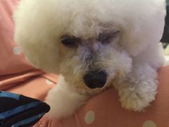 -Oh My Dog宠物沙龙(伊珊娜皮毛护理店)