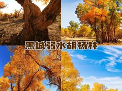 -金塔沙漠胡杨林景区