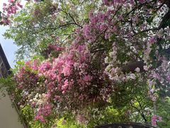 -深圳国际园林花卉博览园