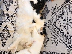 -平行世界·猫咖(首经贸店)