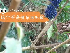 -梧桐山风景名胜区