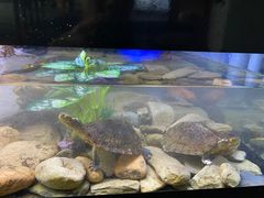 -灵龟之家百象馆(百象馆联合旗舰店)
