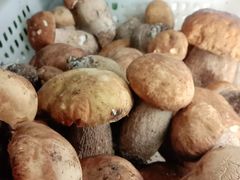 美味牛肝菌-菌之家野生菌火锅