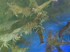 -巽寮印象美食部落餐厅·海鲜·地方特色菜(惠州体验店)