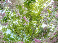 -深圳国际园林花卉博览园