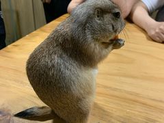 -藦茜花园宠物主题亲子互动体验馆(国顺东路店)