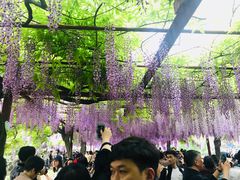 -嘉定紫藤园