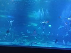 -烟台海昌鲸鲨海洋公园