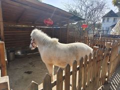 -鹅湖玫瑰文化园