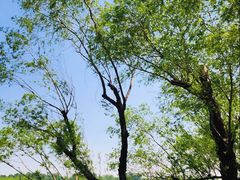 -长春市南湖公园