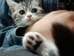 -lincat·猫舍(广州店)