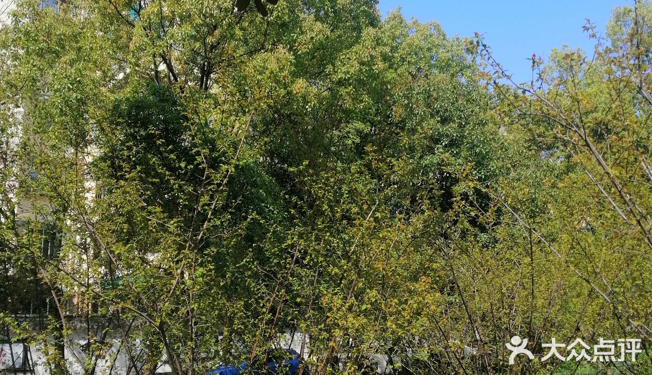 今个儿看到就已经长开了，梅红的花朵可美了