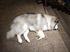 -more than meow吴止猫主题餐厅(承德 中船汇店)