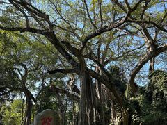 -瑞丽独树成林风景区