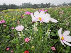 -紫颐香薰山谷景区