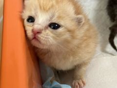 -爱侣宠医·鹦鹉专科·小型哺乳类·异宠专科(灵石路店)