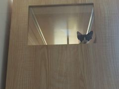 -山宅一喵德文卷毛猫舍