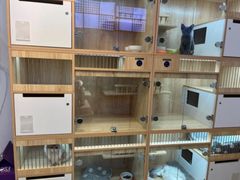 -山宅一喵德文卷毛猫舍