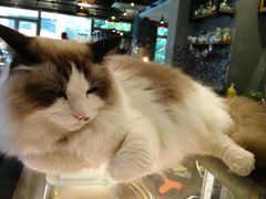 -咖法森林·咖啡  酒吧(天河店)