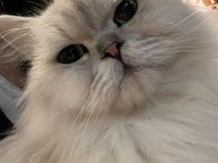 -猫猫幼稚园·撸猫·桌游·电玩