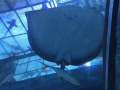 -乐从天佑城海洋馆