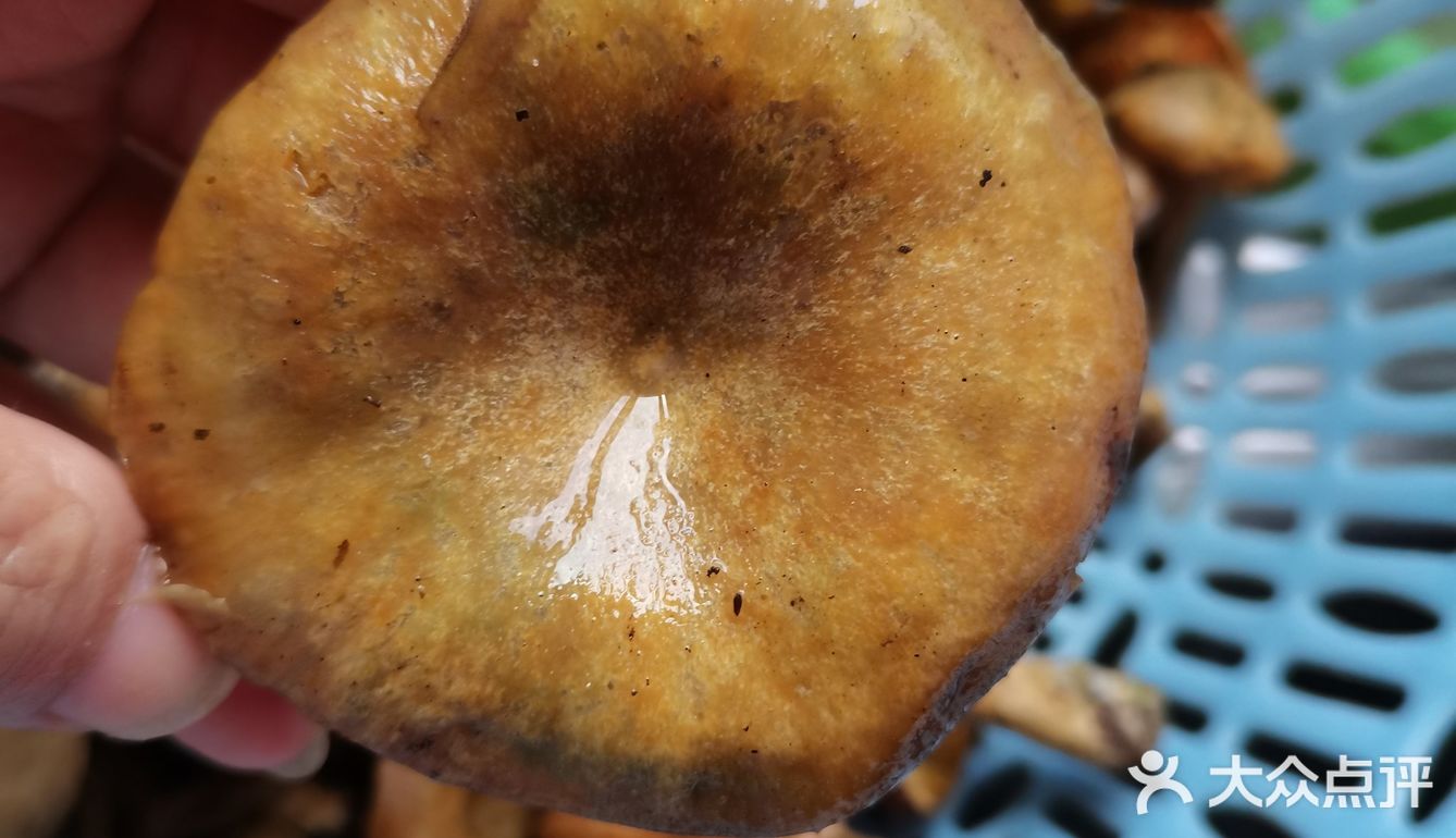 舌尖上的凤凰，山珍走起