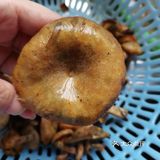 舌尖上的凤凰，山珍走起