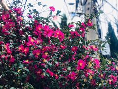 -宝健路步行街(Pedestrian Shopping Street)