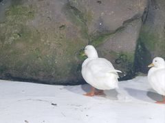 -海合安青岛极地海洋公园