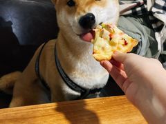 -百好乐宠物友好餐厅(朝外大街店)