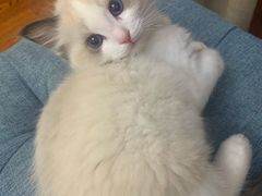 -糯米喵星人总部直营旗舰店·猫舍·幼猫出售