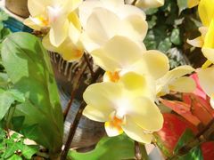 -双季花艺园艺市场(浦东店)