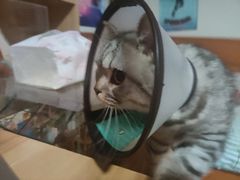 -芭比堂宠物医院·全科爱猫医院·仁德分院