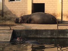 -合肥野生动物园