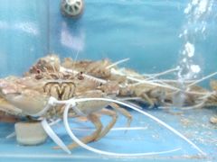 -捞王猪肚鸡火锅(财富中心店)