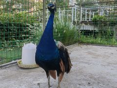 -梧桐人家中国太平国际健康颐养社区