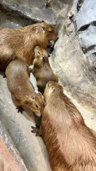 -Zoolung Zoolung动物主题公园(海信广场店)