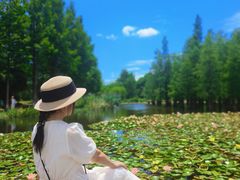 -白鹭湾湿地公园