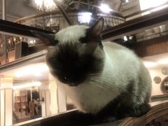 -more than meow吴止猫主题餐厅(承德 中船汇店)