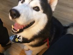 -Husky Go! 哈士奇体验馆·宠物咖啡厅狗咖
