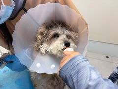 -达爱动物医院·犬猫分区·CT·复杂眼科(远洋山水分院)