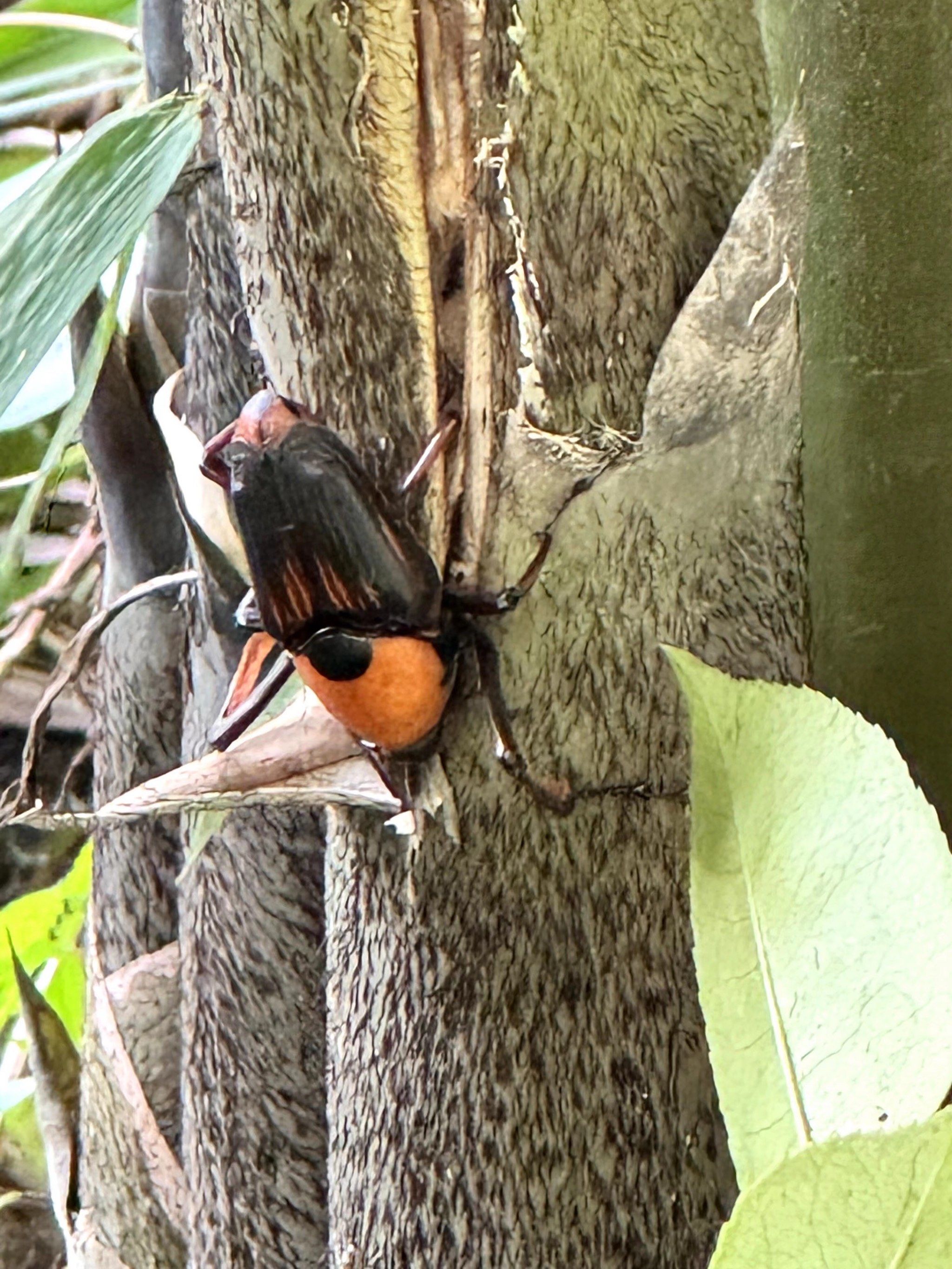 成都市区哪里能逮到笋子虫?