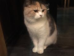 -吉丁鸟咖·异宠·寄养