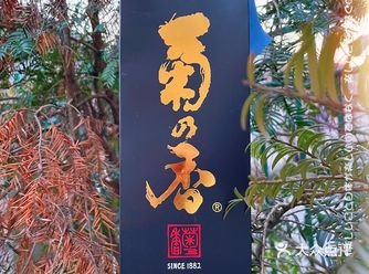 品尝寿司等日料时，搭配菊乃香四割二分纯米大吟酿清酒
