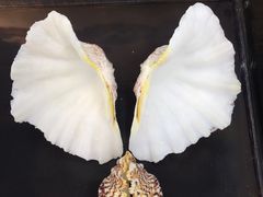 -贝壳梦幻世界
