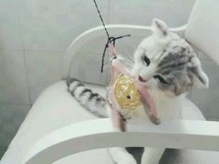 -喵的天空名猫咖啡馆·撸猫·猫舍·用品