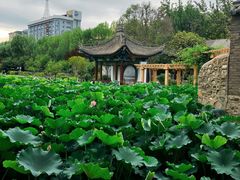 -莲湖公园