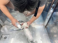 -柚子宠物(伊珊娜调理店)